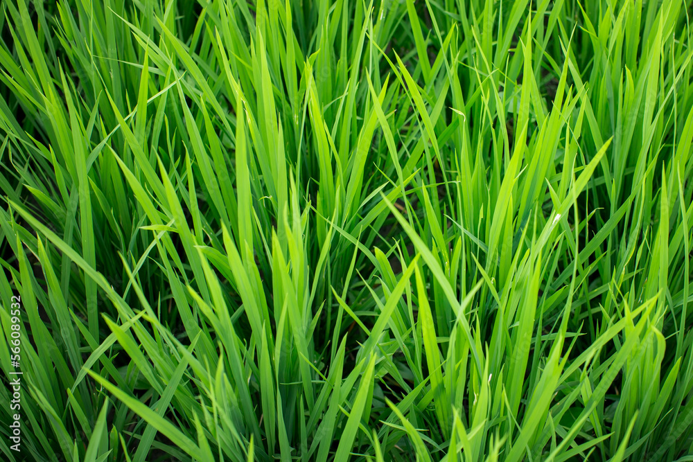 Green fields of rice, close-up. Green fields of rice, close-up.