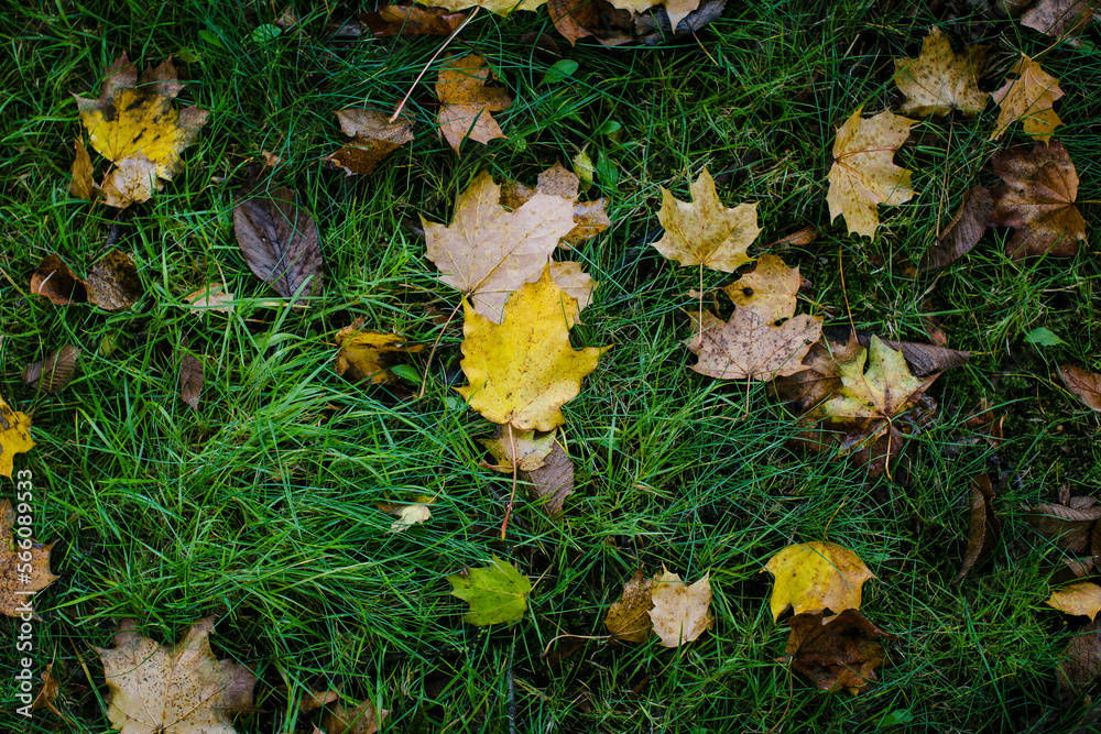 Fallen autumn leaves lie on the green grass. Fallen autumn leaves lie on the green grass.