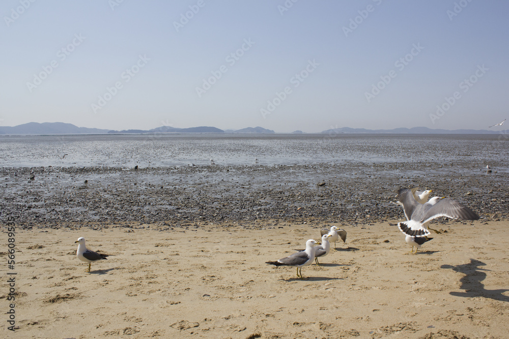 Seagulls gathering on the beach Seagulls gathering on the beach