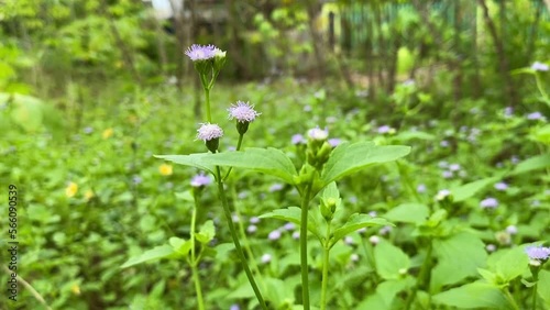 beautiful ageratum conzoides or praxelis flower or flowers of goat blown by the wind photo