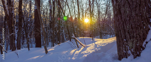 forêt Canada, hiver, soleil couchant, 