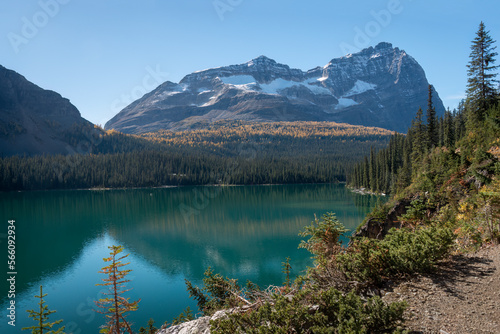 Odaray Mountain reflected in Lake O'Hara. Yoho National park. Canadian Rockies.