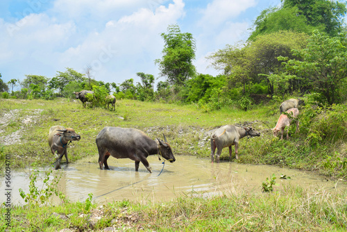 Brown water buffalo are bathing in the mud. Refreshment of Water buffalo