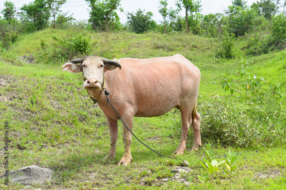 Buffalo walks to eat grass in a wide field. young buffalo Buffalo walks to eat grass in a wide field. young buffalo