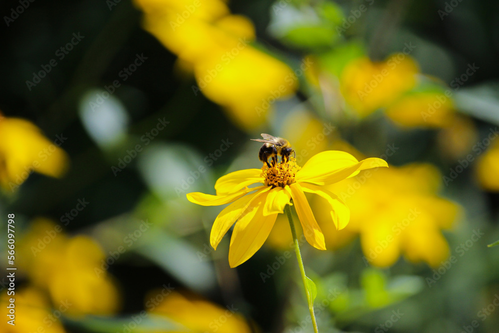 Bee on Black Eye Susan yellow flower in the summer Bee on Black Eye Susan yellow flower in the summer