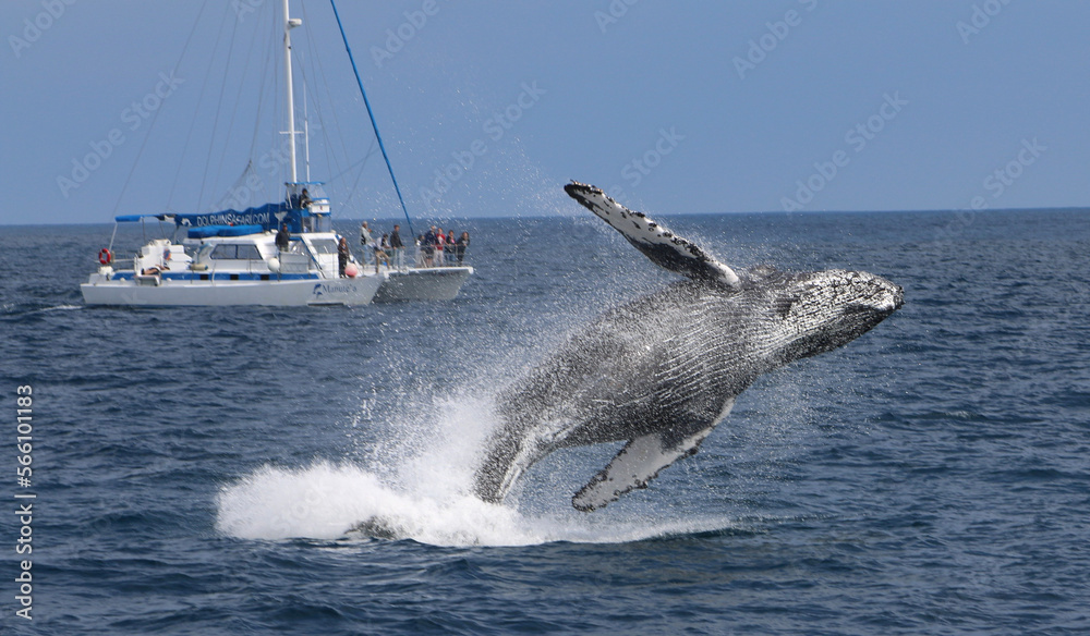 Fototapeta premium Whale jumping out of Ocean