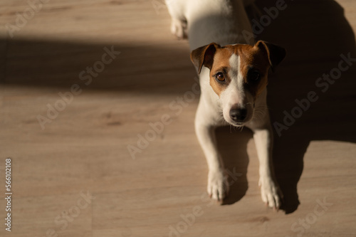 Top view of jack russell terrier dog on wooden floor. 