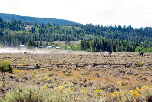 A dude ranch in the grand Tetons with horses running and kicking up dust in a classic western landscape photo