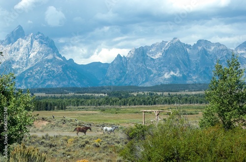 Lone cowboy steering his horses to their barn with the mighty Tetons in the background photo