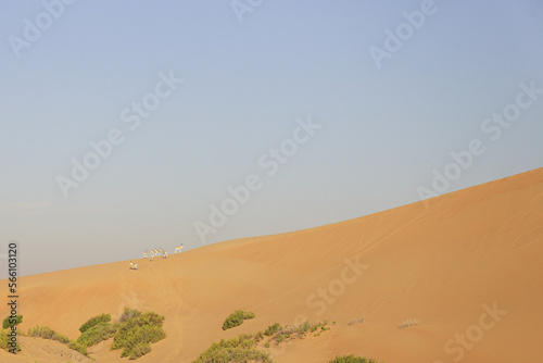 group of Gazelle in the desert  UAE