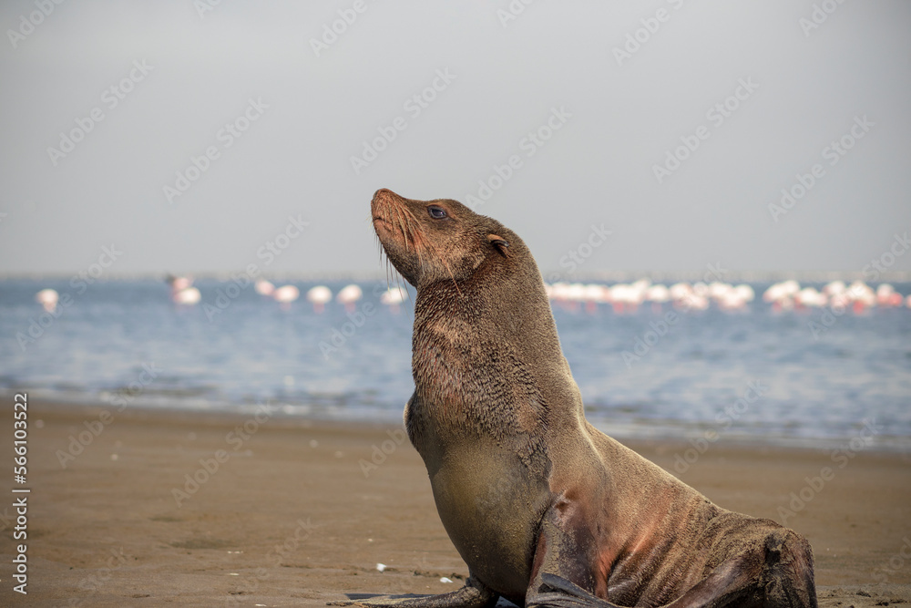 Fototapeta premium Wild african animals. Lonely brown fur seal sits on the ocean on a sunny morning