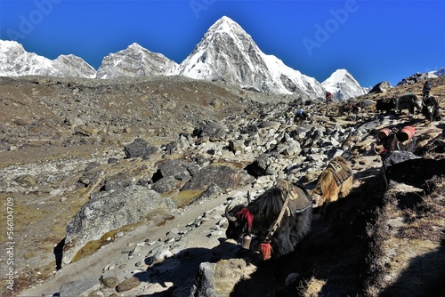 A yak caravan return from Gorrak Shep near the Everest Base Camp in the Nepalese Himalayas, with Mt. Pumori in the background.