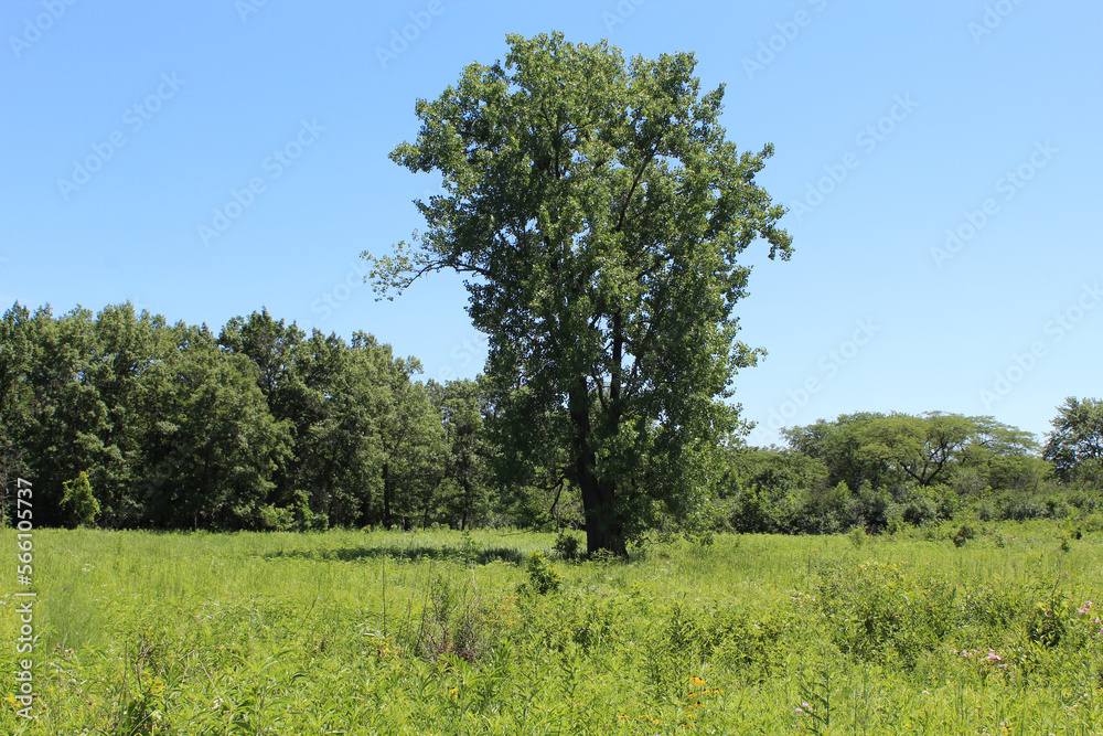 Cottonwood tree in alone in summer a meadow with cloudless blue sky at Somme Prairie Nature Preserve in Northbrook, Illinois Cottonwood tree in alone in summer a meadow with cloudless blue sky at Somme Prairie Nature Preserve in Northbrook, Illinois