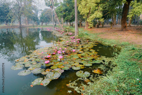 Beautiful view of a pond filled with leaves of Nymphaea , aquatic plants, commonly known as water lilies. Indian winter image. Shot at Howrah, West Bengal, India photo