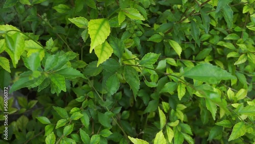 Wallpaper Mural Close-up cropped stock footage of plants, perfect for backdrops Torontodigital.ca