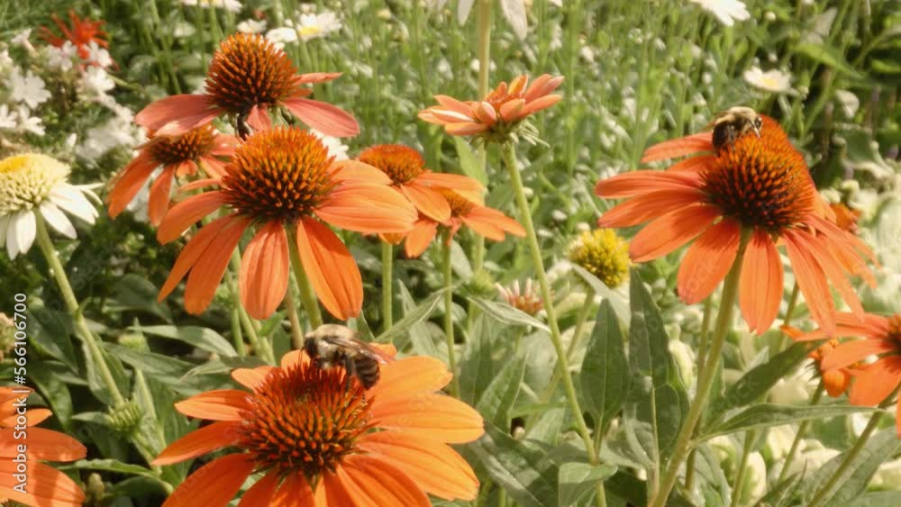 Two Bees flying around and pollenating orange heleniums in spring. Two Bees flying around and pollenating orange heleniums in spring.