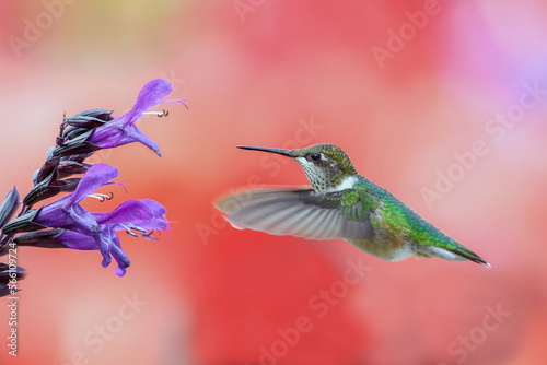 An actiAn active Ruby thoughted hummingbird collecting nectar  ve Ruby thoughted humming bird collectin nectar    photo