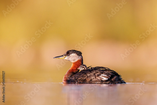 Mom red necked grebe with a baby on her back during sunrise