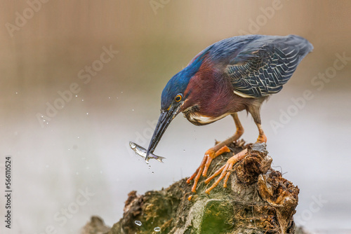 Green heron on a tree trunk fishing 