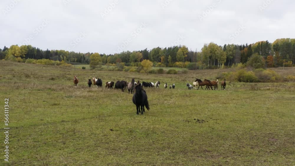 Steady drone shot of dark and light horses eat hay in the field Steady drone shot of dark and light horses eat hay in the field