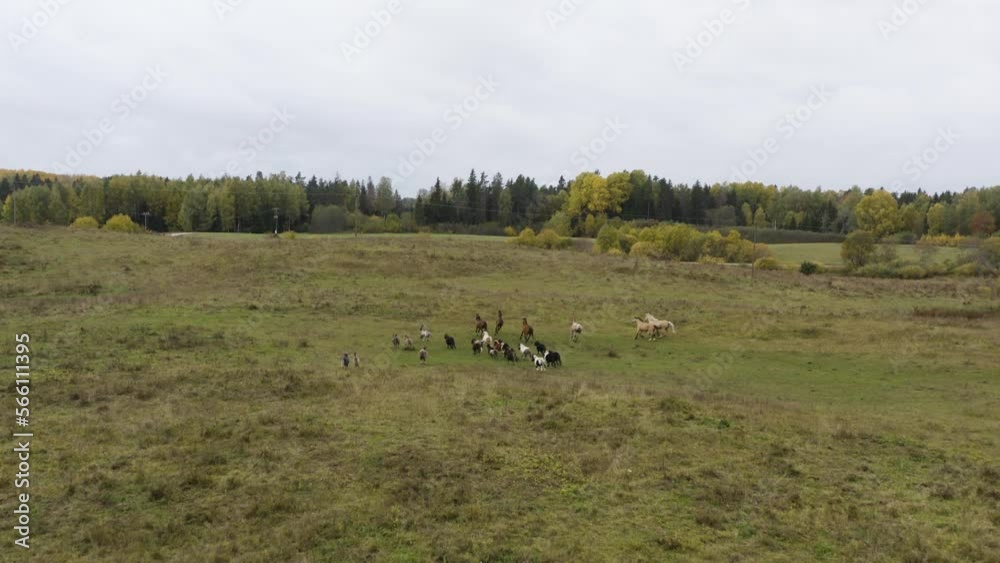 Beautiful drone tilt of running horses in a field to landscape view Beautiful drone tilt of running horses in a field to landscape view