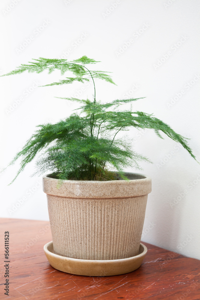 Obraz premium Plant pot decorated in coffee shop