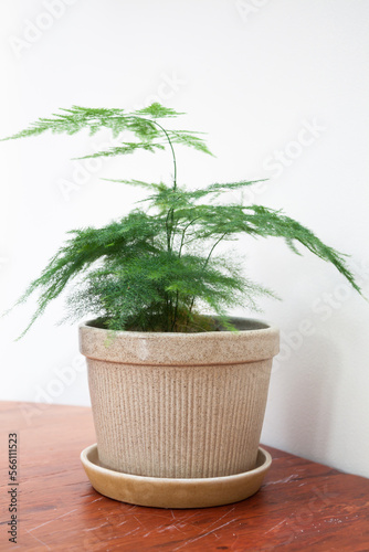 Plant pot decorated in coffee shop