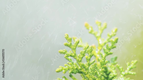 A macro and close-up shot of a Thuja tree branch getting wet from the rain.