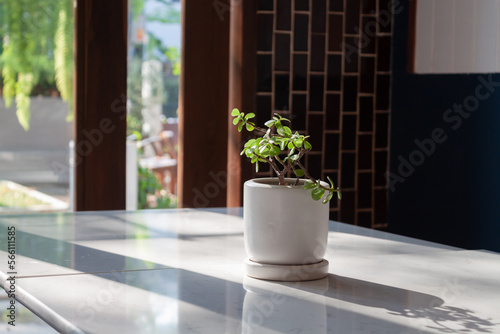Plant pot decorated in coffee shop