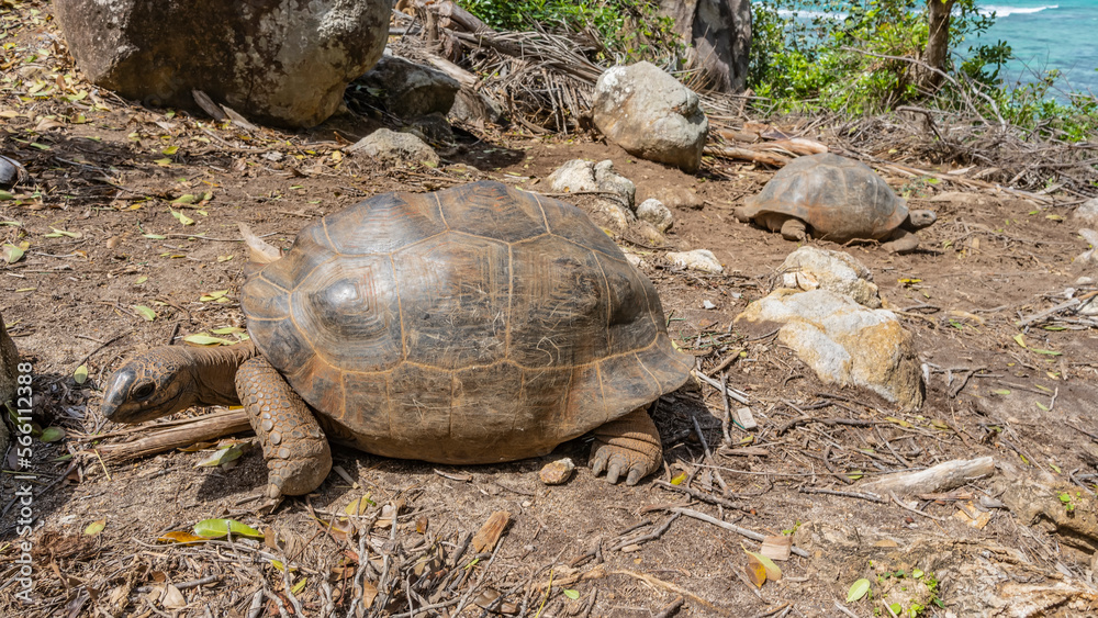 Obraz premium Giant turtles Aldabrachelys gigantea walk along a dirt path. Leaves, dry branches, stones are scattered around. The turquoise ocean is visible in the distance. Seychelles. Moyenne Island
