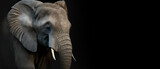 Portrait of a elephant, generative ai