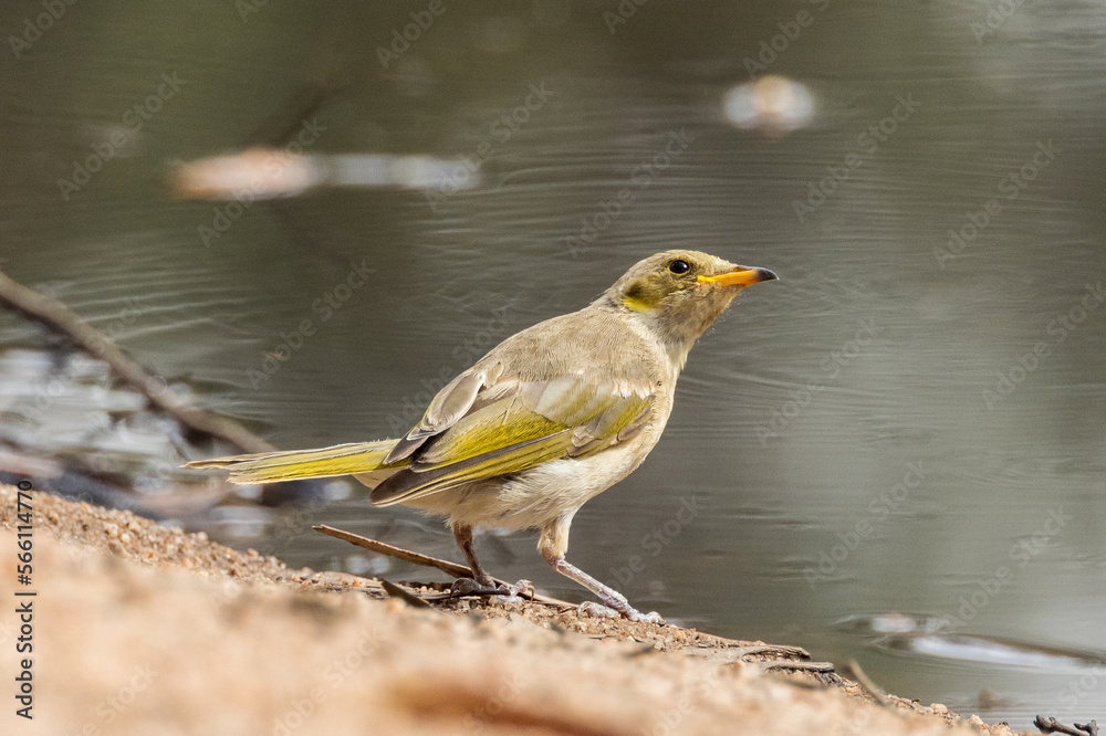 Fuscous Honeyeater in Victoria, Australia Fuscous Honeyeater in Victoria, Australia