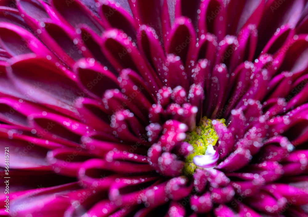 close up of a pink flower with focus on green center close up of a pink flower with focus on green center