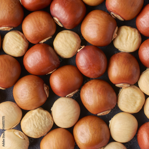 close-up of winged bean seeds, also known as cigarillas, manila or four-angled or goa beans, asparagus pea, immature and mature tropical legume vegetable seeds in full frame photo