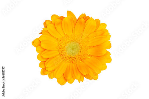 Yellow daisy flower isolated on white background