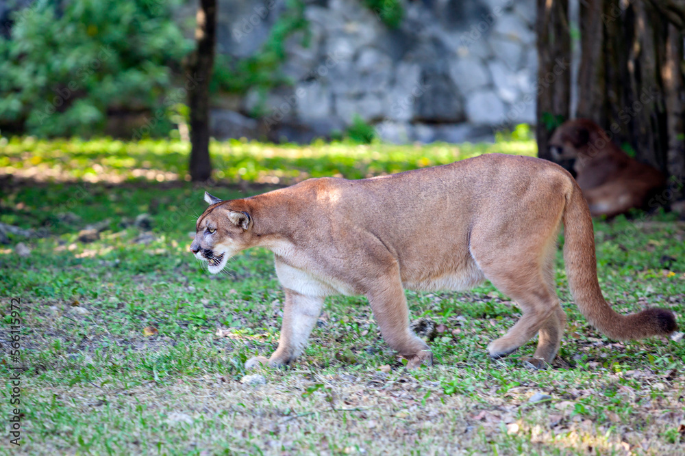 Fototapeta premium Portrait of Beautiful Puma. Cougar, mountain lion, puma, panther, striking pose, scene in the woods, wildlife America..