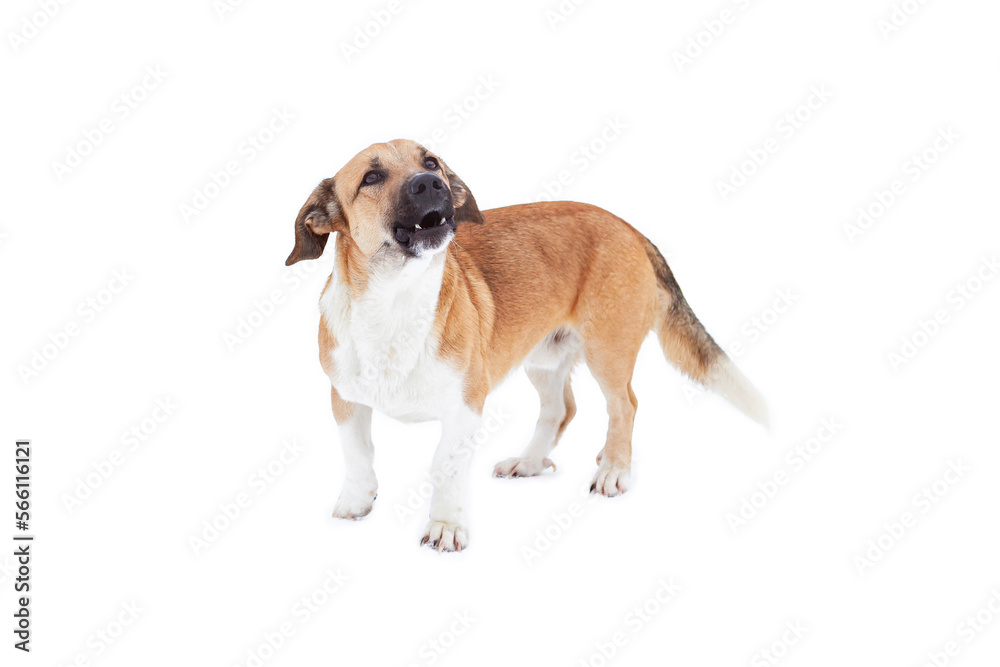 Close up portrait photo of an adorable mongrel dog isolated on white