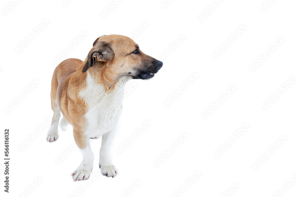 Close up portrait photo of an adorable mongrel dog isolated on white Close up portrait photo of an adorable mongrel dog isolated on white