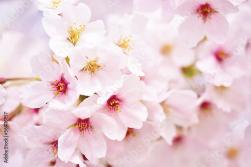 ピンクに咲き誇る満開の桜の花