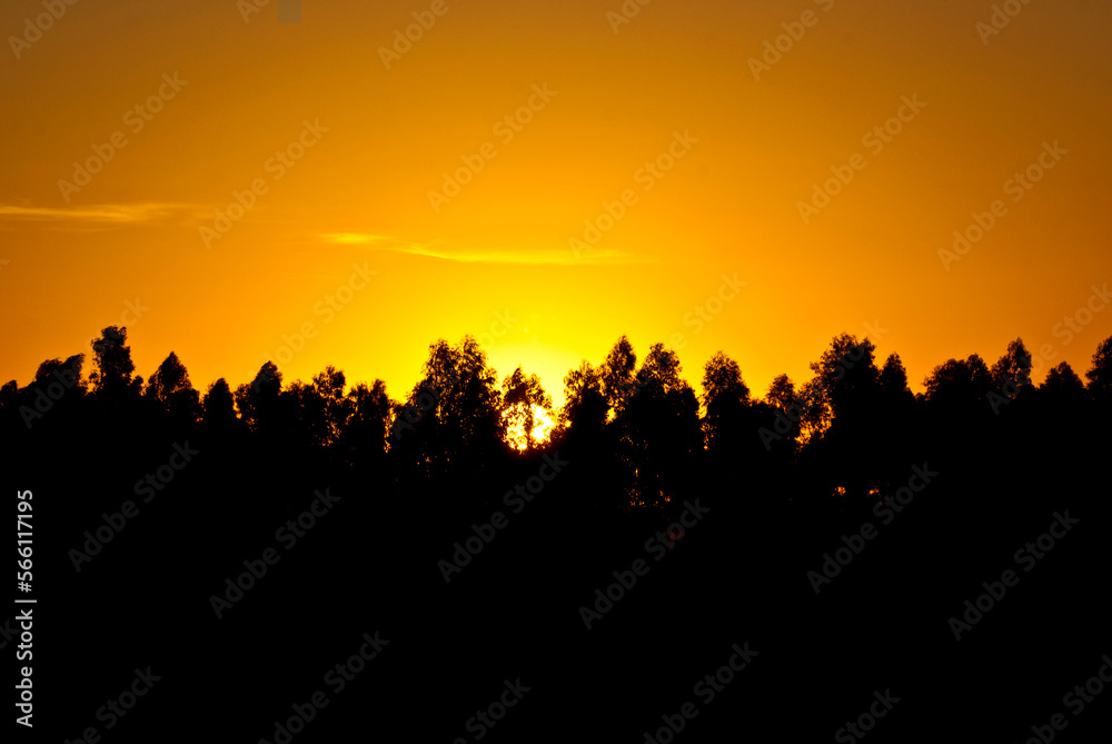 Landscape at sunset with trees dividing the horizon and an orange sky.