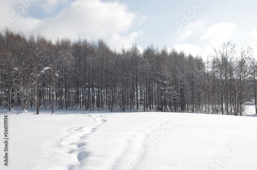 針葉樹林に続く雪原の足跡