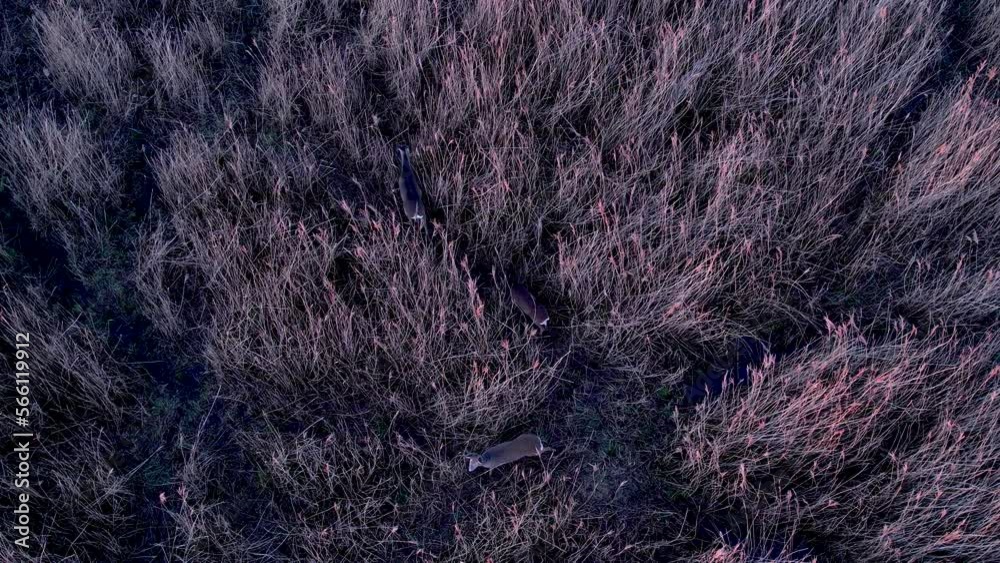 A pack of deer hiding in reeds, drone footage A pack of deer hiding in reeds, drone footage