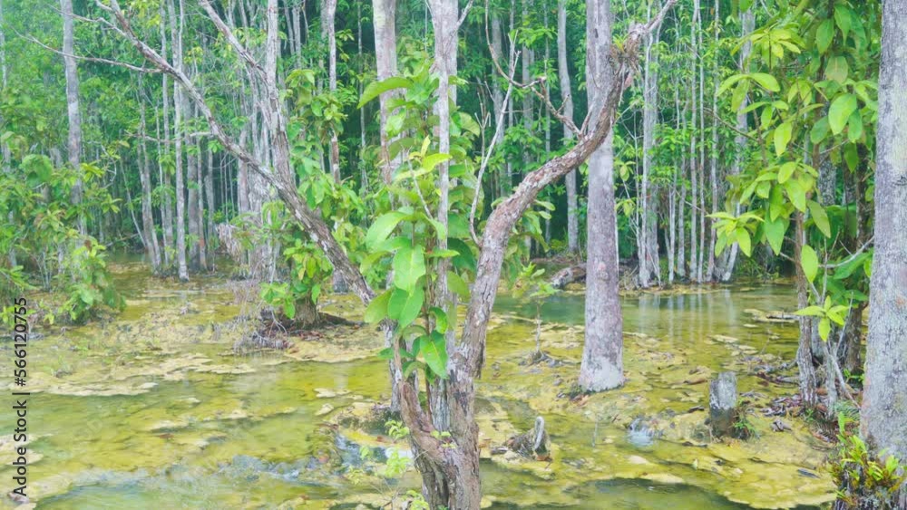 Emerald Pool Tropical Forest, Krabi, Thailand, Emerald Pool Tropical Forest, Krabi, Thailand,