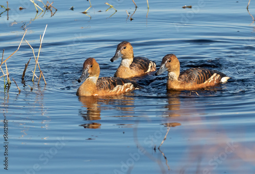Small group of fulvous whistling ducks  (Dendrocygna bicolor) photo