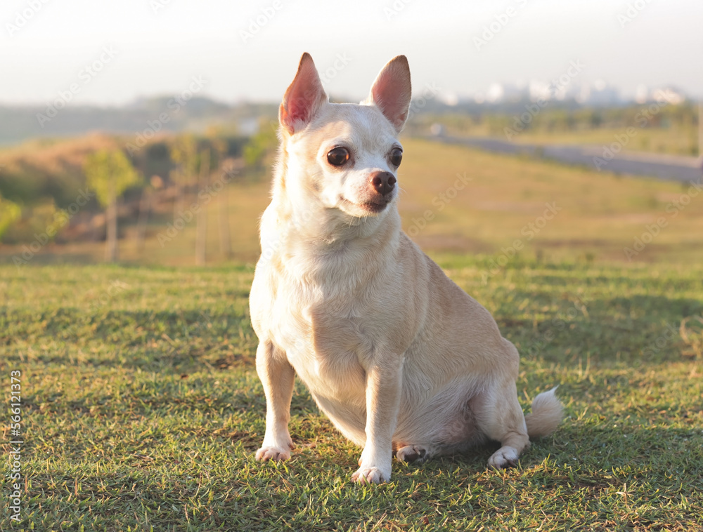 brown short hair Chihuahua dog sitting on green grass outdoor,  curiouse and excited expression looking.