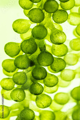 macro microscope closeup sh...