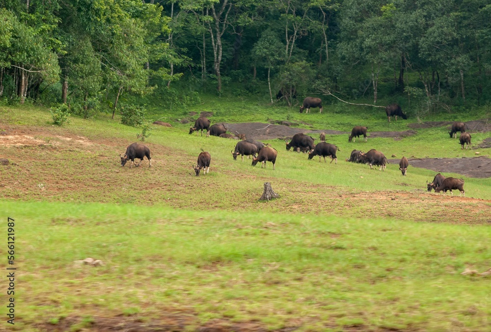 Herd of Indian Bison foraging on a green vibrant field in Thekkadi India