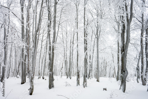 Snow fairy tale in one of the most popular Polish travel destination. Beech forest in Bieszczady Mountains, Carpathians, Poland. © Szymon Bartosz