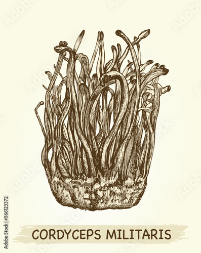 Cordyceps Sinensis in old background, CHONG CAO, DONG CHONG XIA CAO or mushroom cordyceps. Cordyceps militaris
