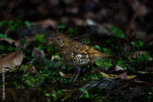 White's Thrush(Zoothera aurea), The brown bird in garden mysterious bird mixed of white brown and black feathers perching on tree root among weed and green environment